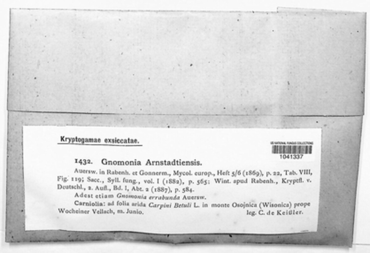 Plagiostoma arnstadtiense image